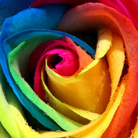 Фотопечать растения: разноцветная роза