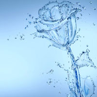 Фотопечать: абстракция, водяная роза